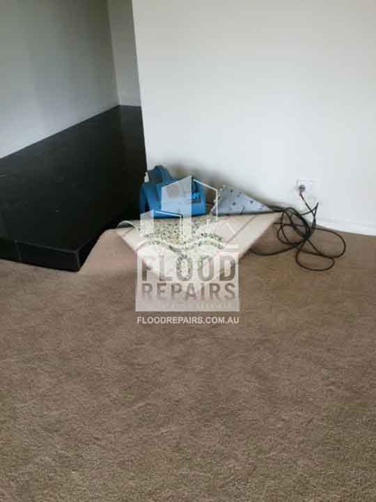 brown carpet during cleaning